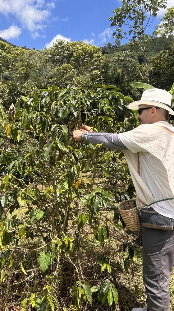 Angel picking coffee cherries on a farm in Pijao, Quindio