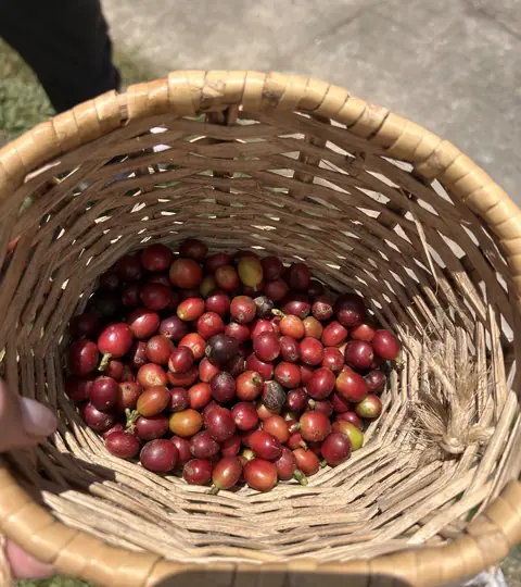 A basket of freshly picked coffee cherries