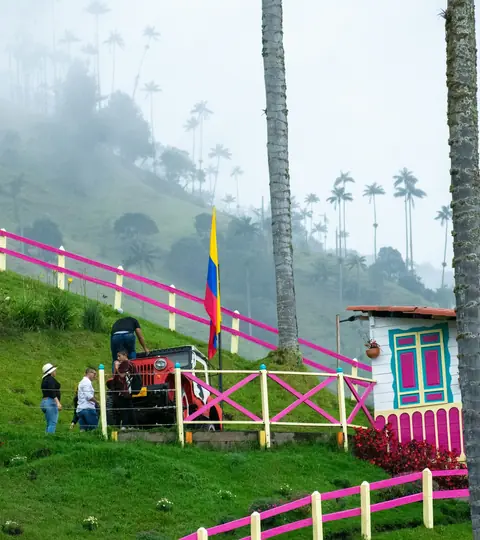 Wax palms in the Cocora valley, Colombia